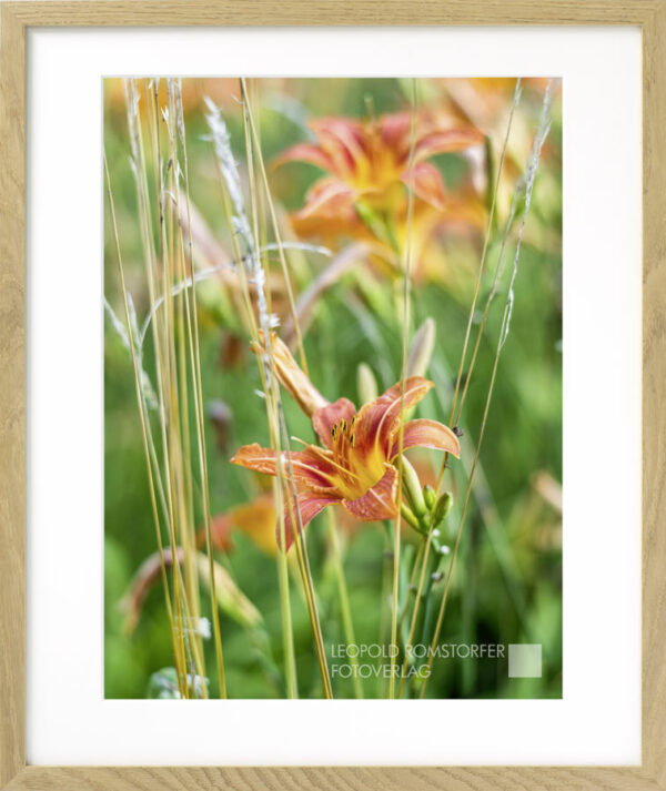 Taglilie I – Bild 4