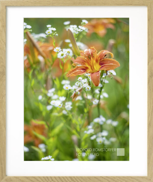 Taglilie II – Bild 4