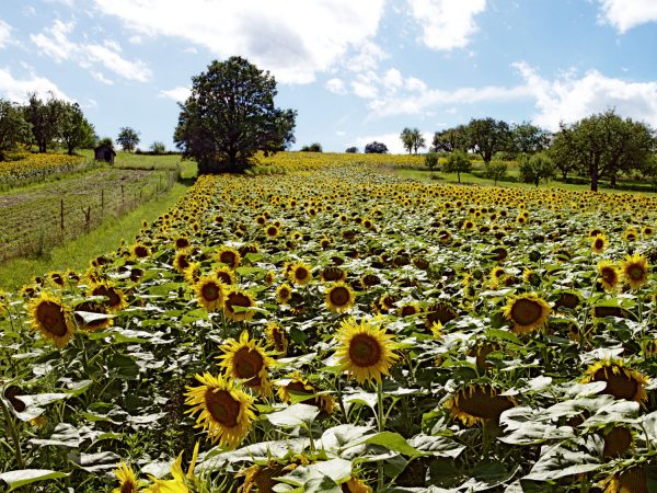 Sonnenblumen bei Wiesen I, Burgenland