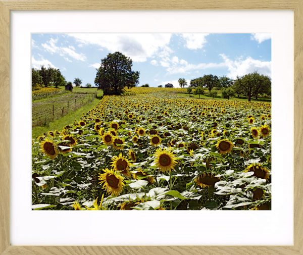Sonnenblumen bei Wiesen I, Burgenland - Image 4
