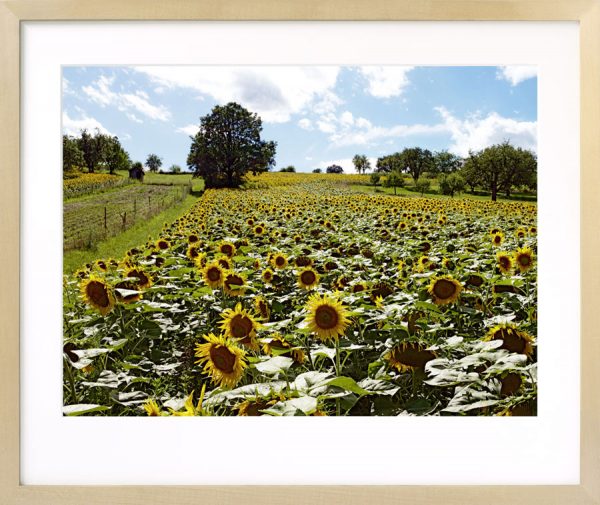 Sonnenblumen bei Wiesen I, Burgenland - Image 3