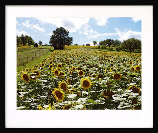 Sonnenblumen bei Wiesen I, Burgenland - Image 2