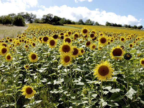 Sonnenblumen bei Wiesen II, Burgenland