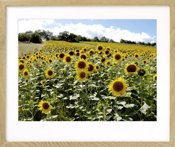 Sonnenblumen bei Wiesen II, Burgenland - Image 4