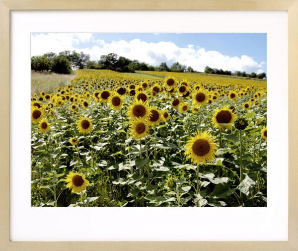 Sonnenblumen bei Wiesen II, Burgenland - Image 3