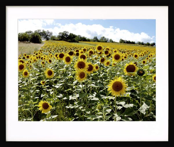 Sonnenblumen bei Wiesen II, Burgenland - Image 2