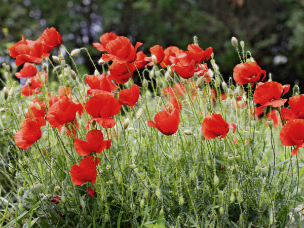 Klatschmohn I, Perchtoldsdorf